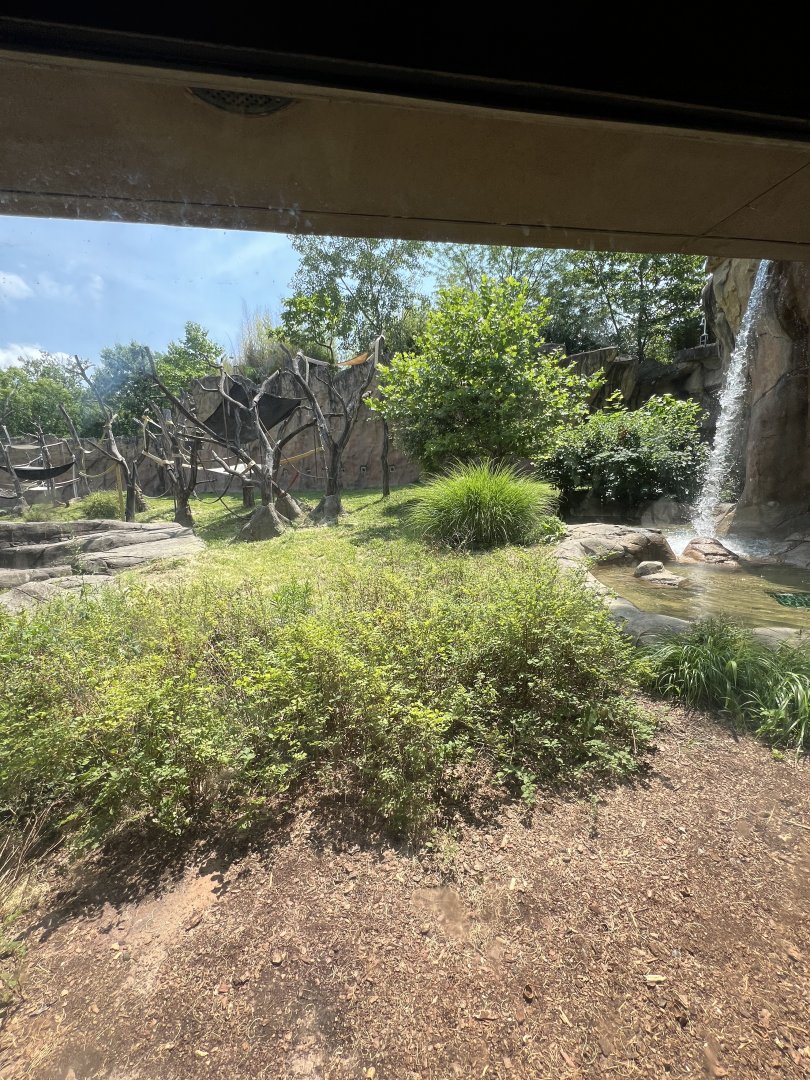 Chimpanzee Outdoor Exhibit