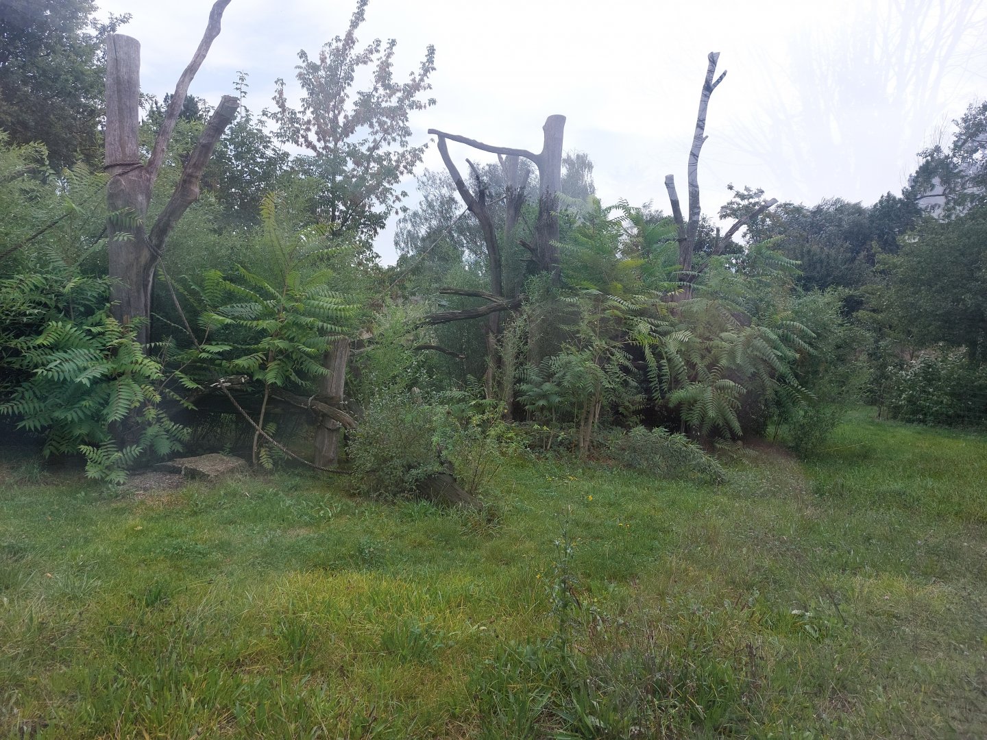 Chimpanzee outdoor exhibit