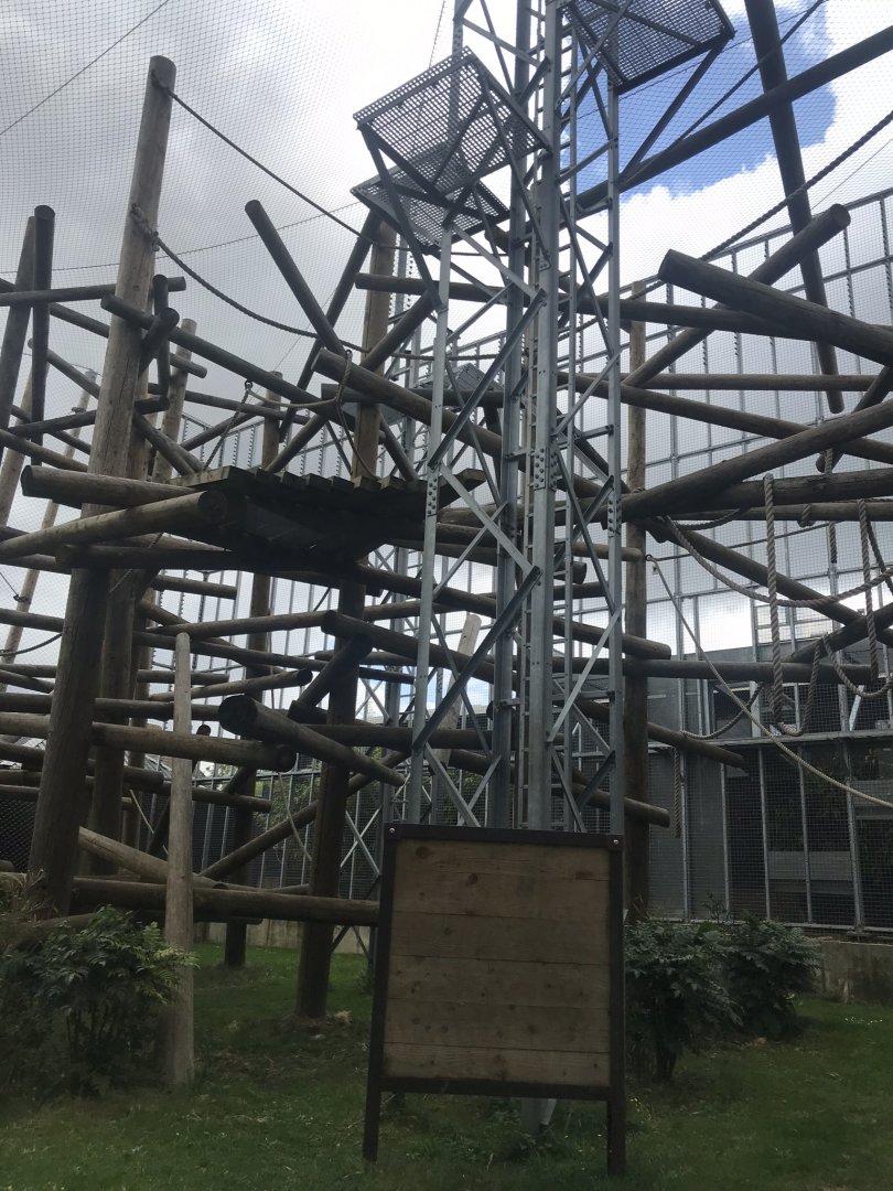 Chimpanzee outdoors 050819