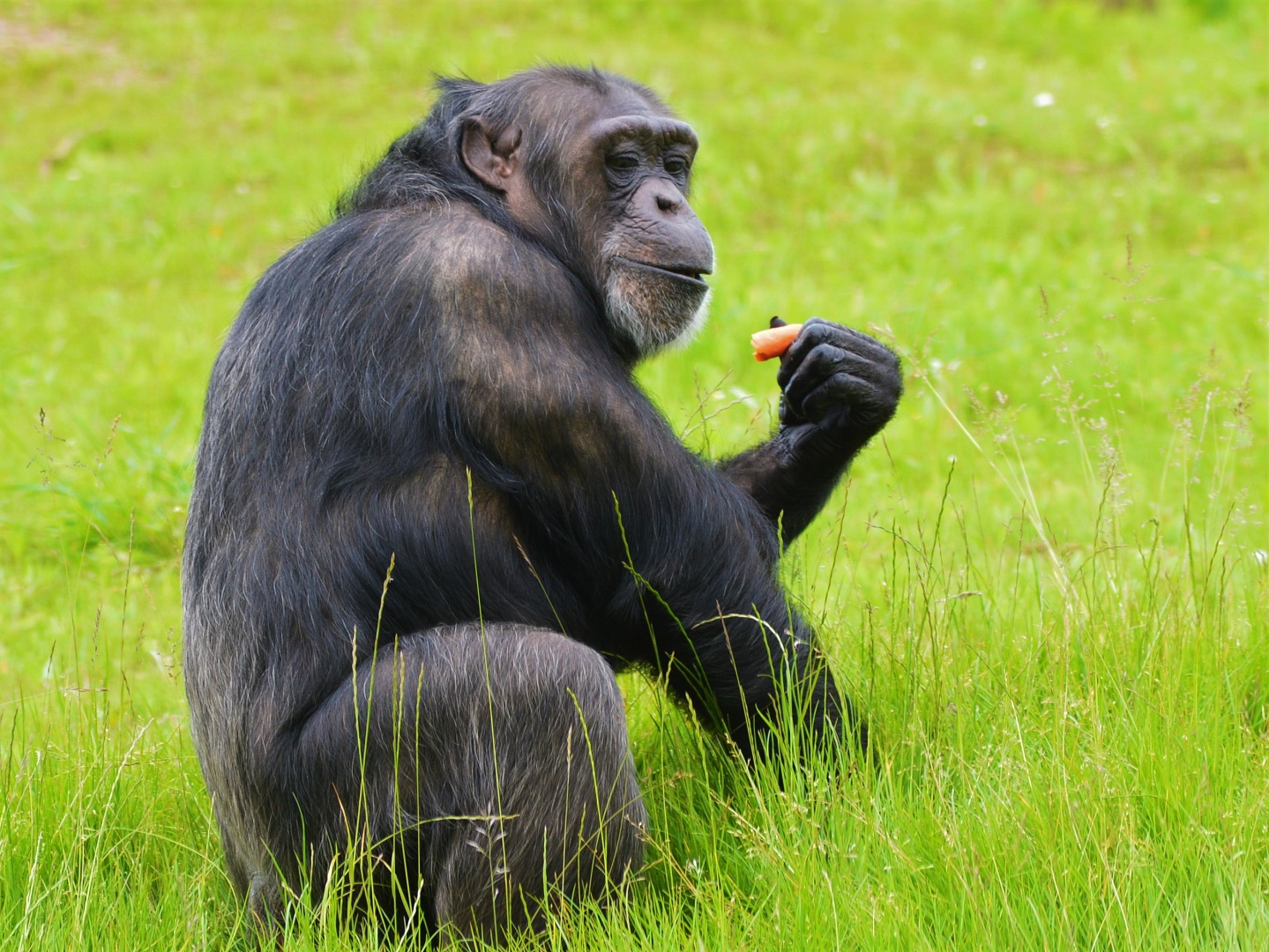 Chimpanzee outdoors in new enclosure