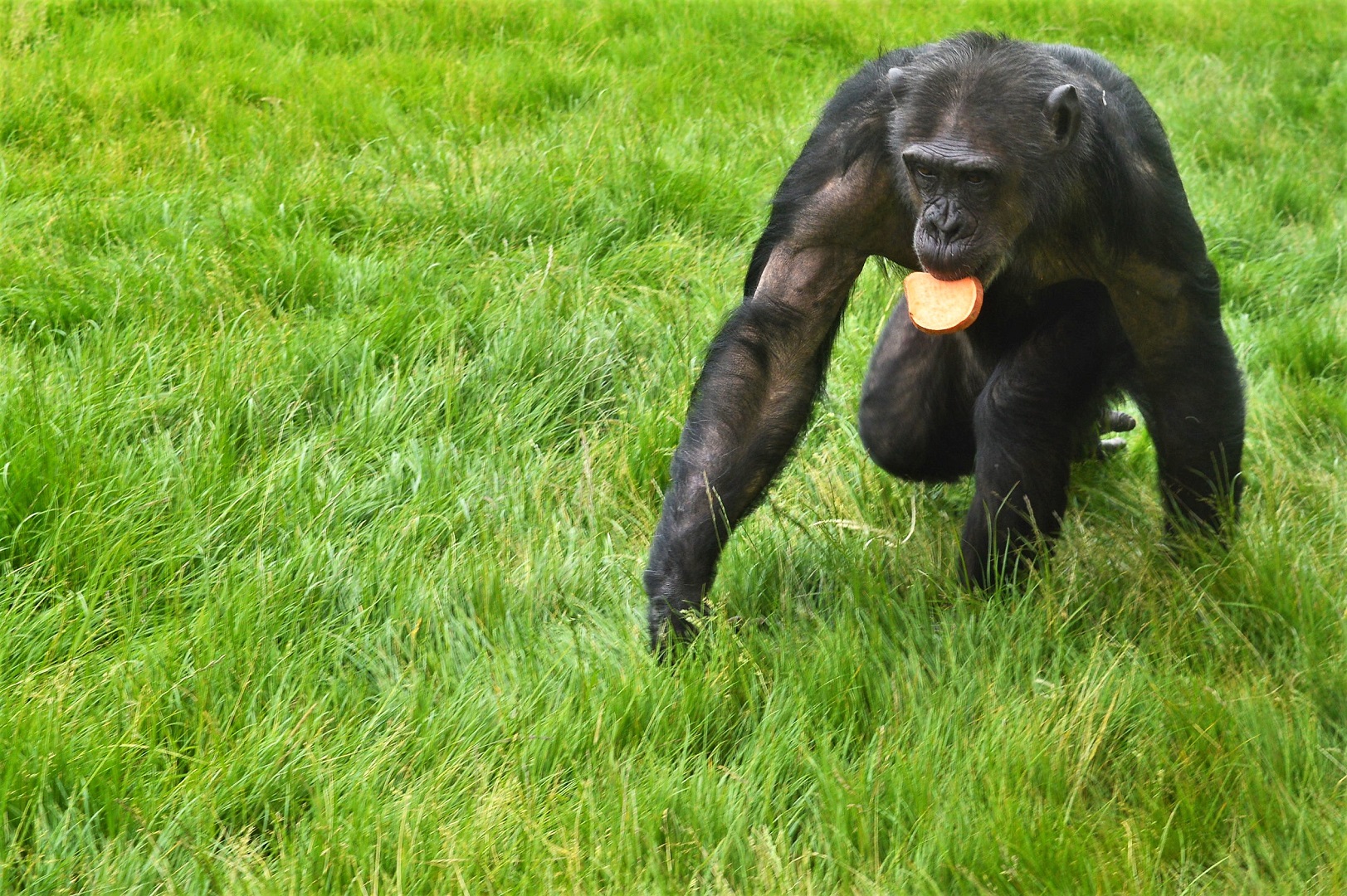 Chimpanzee outdoors