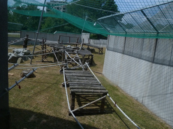 Chimpanzee outside enclosure