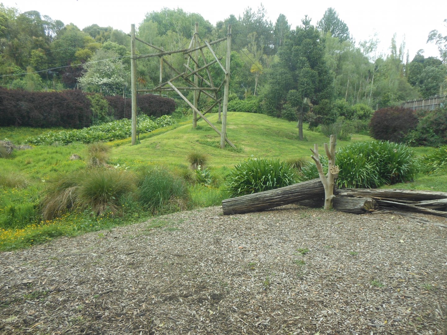 Chimpanzee outside enclosure