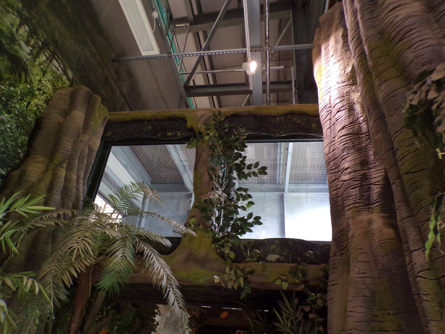 Chimpanzee overhead tunnel 7.7.24