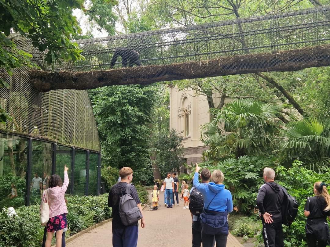 Chimpanzee overhead tunnel