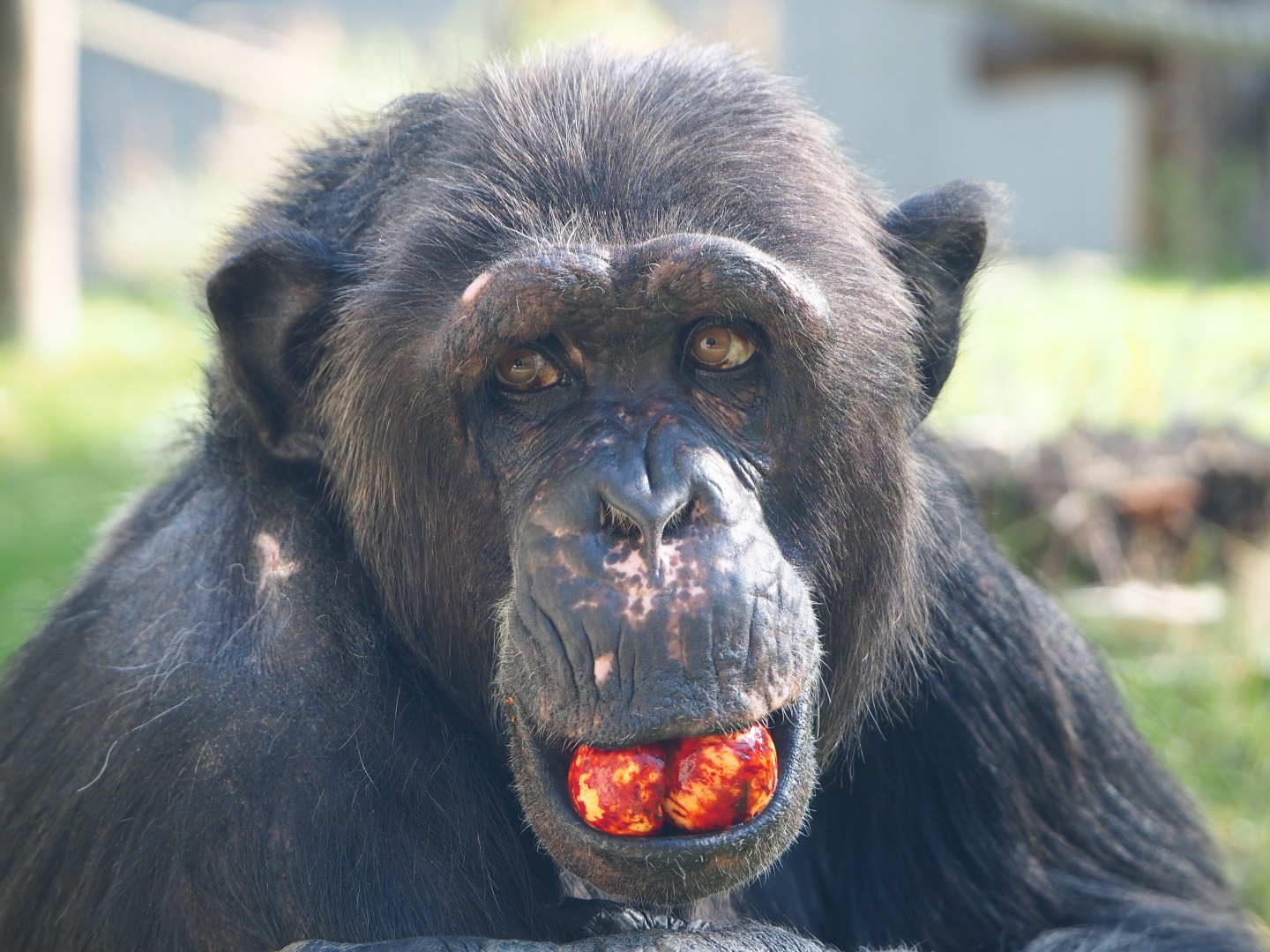 Chimpanzee (Pan troglodytes), 2019-09-21