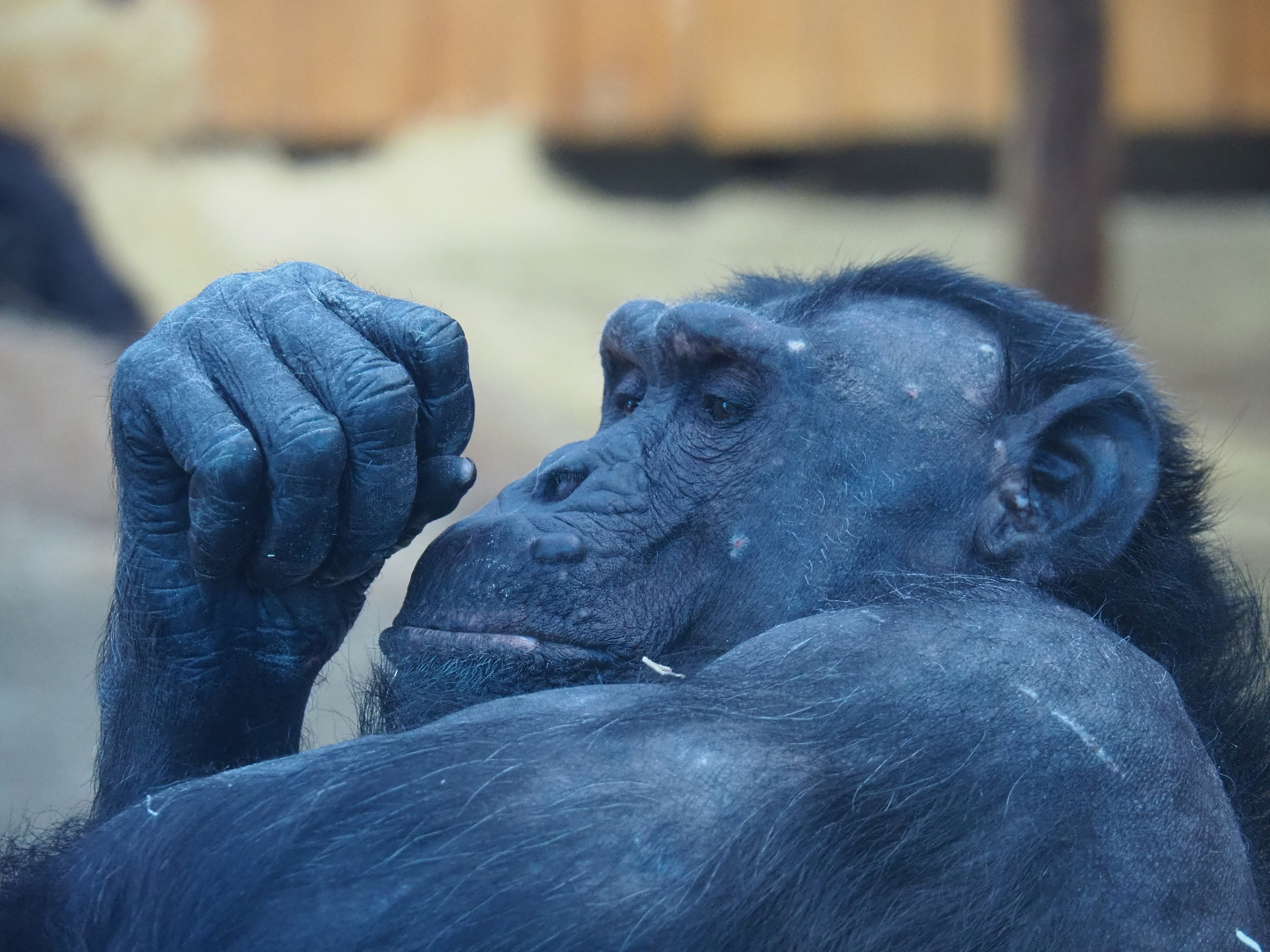 Chimpanzee (Pan troglodytes), 2019-12-30