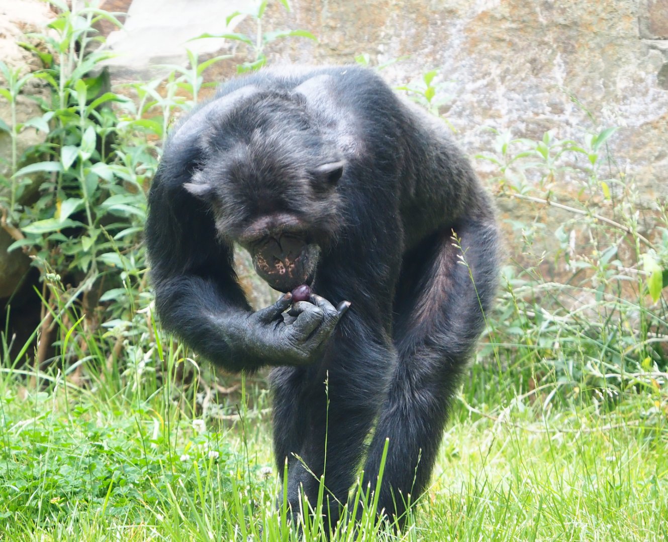 Chimpanzee (Pan troglodytes), 2020-05-24