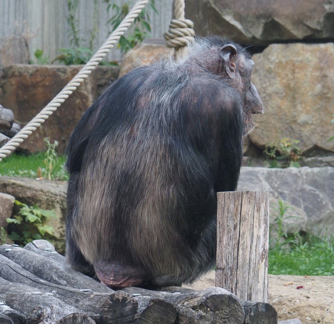 Chimpanzee (Pan troglodytes), 2020-09-20