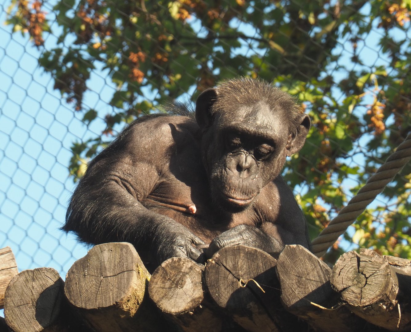 Chimpanzee (Pan troglodytes), 2020-09-20