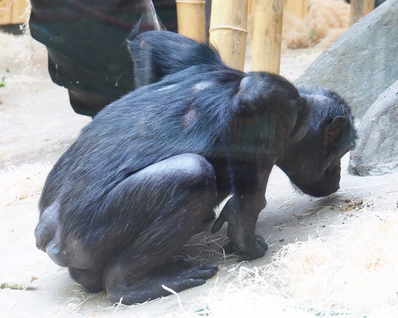 Chimpanzee (Pan troglodytes), 2021-06-12