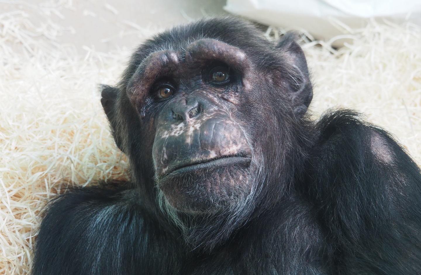 Chimpanzee (Pan troglodytes), 2021-07-17