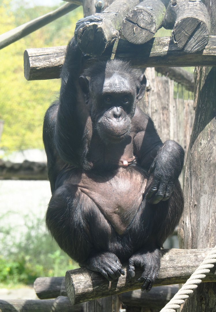 Chimpanzee (Pan troglodytes), 2022-05-26