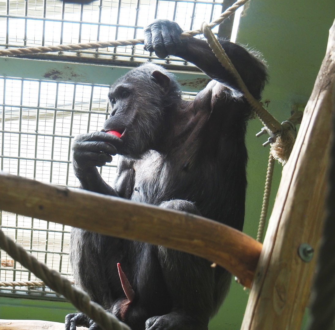 Chimpanzee (Pan troglodytes), 2022-05-26