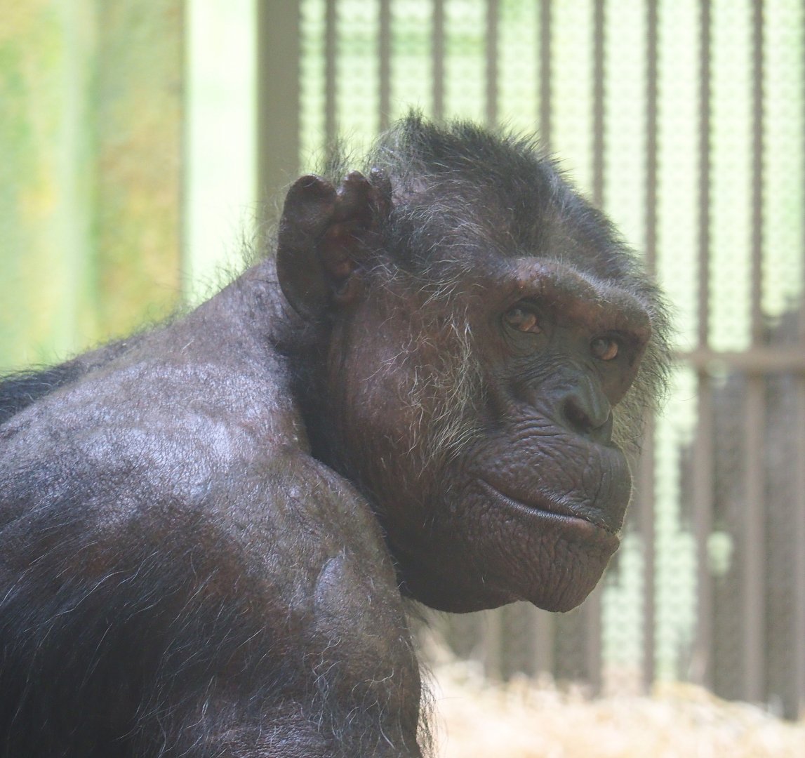 Chimpanzee (Pan troglodytes), 2022-05-26
