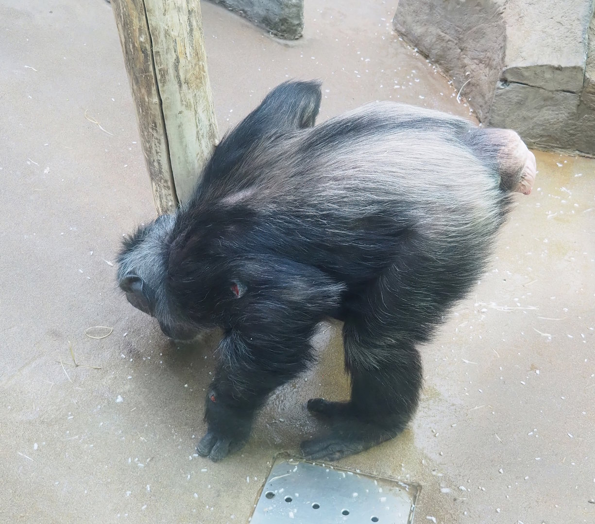 Chimpanzee (Pan troglodytes), 2022-08-16