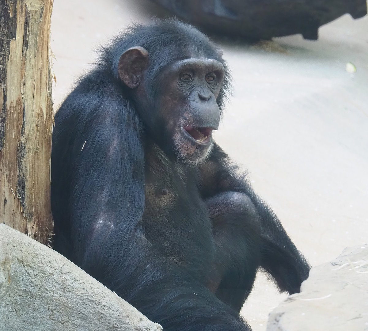 Chimpanzee (Pan troglodytes), 2022-08-16