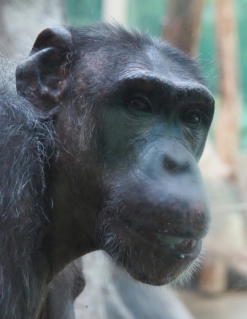 Chimpanzee (Pan troglodytes), 2022-10-29