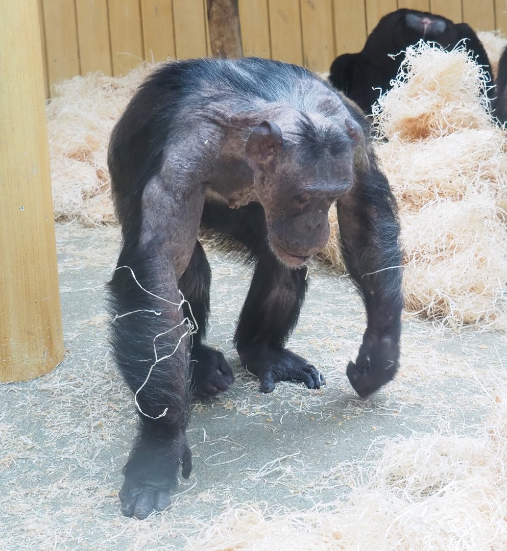 Chimpanzee (Pan troglodytes), 2023-04-08