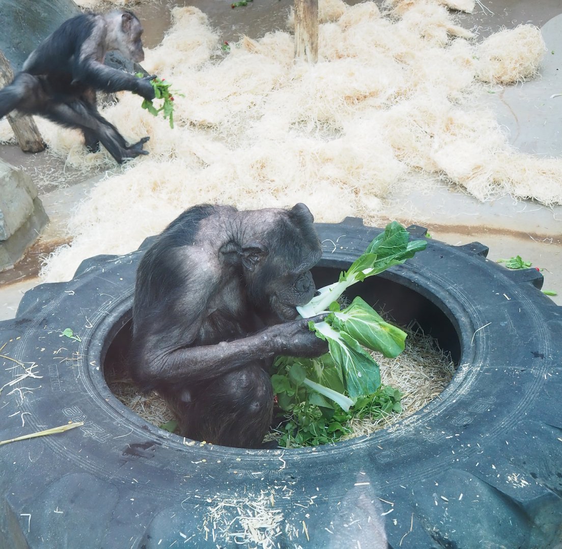 Chimpanzee (Pan troglodytes), 2023-04-08