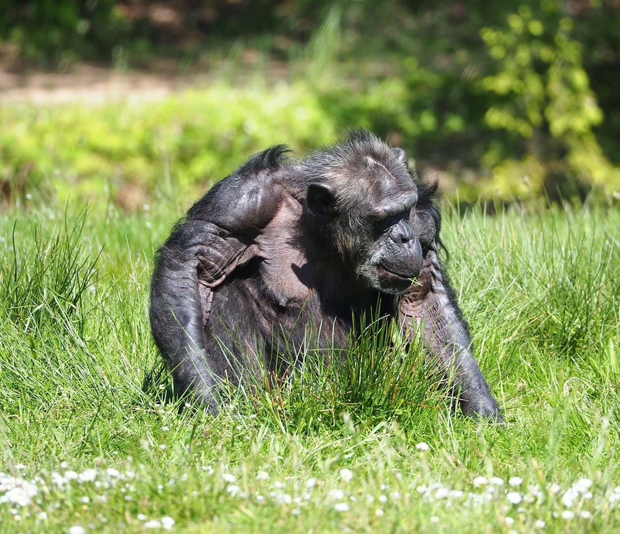 Chimpanzee (Pan troglodytes), 2023-05-19