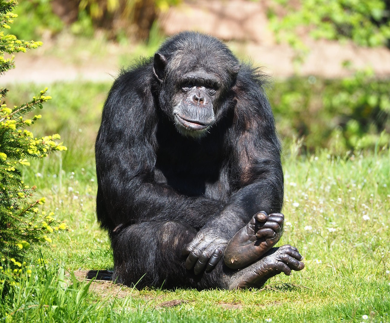Chimpanzee (Pan troglodytes), 2023-05-19