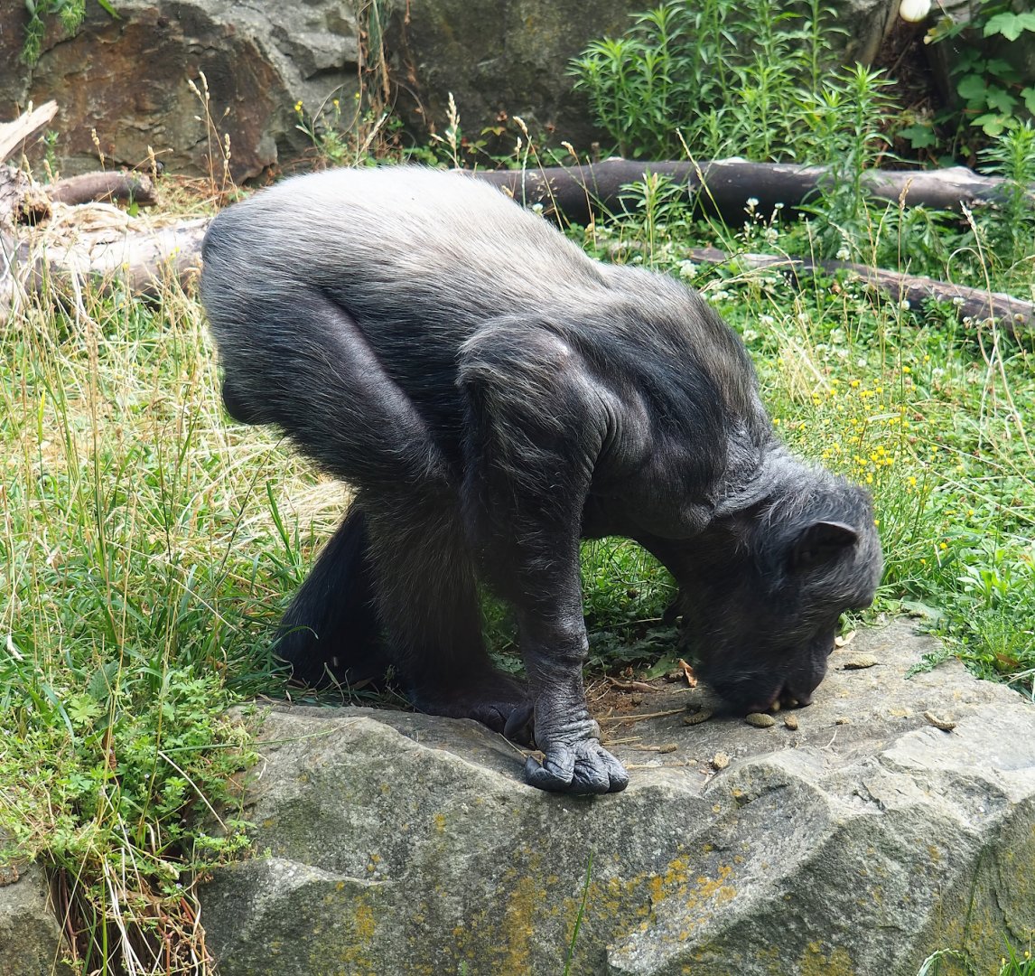 Chimpanzee (Pan troglodytes), 2023-07-02