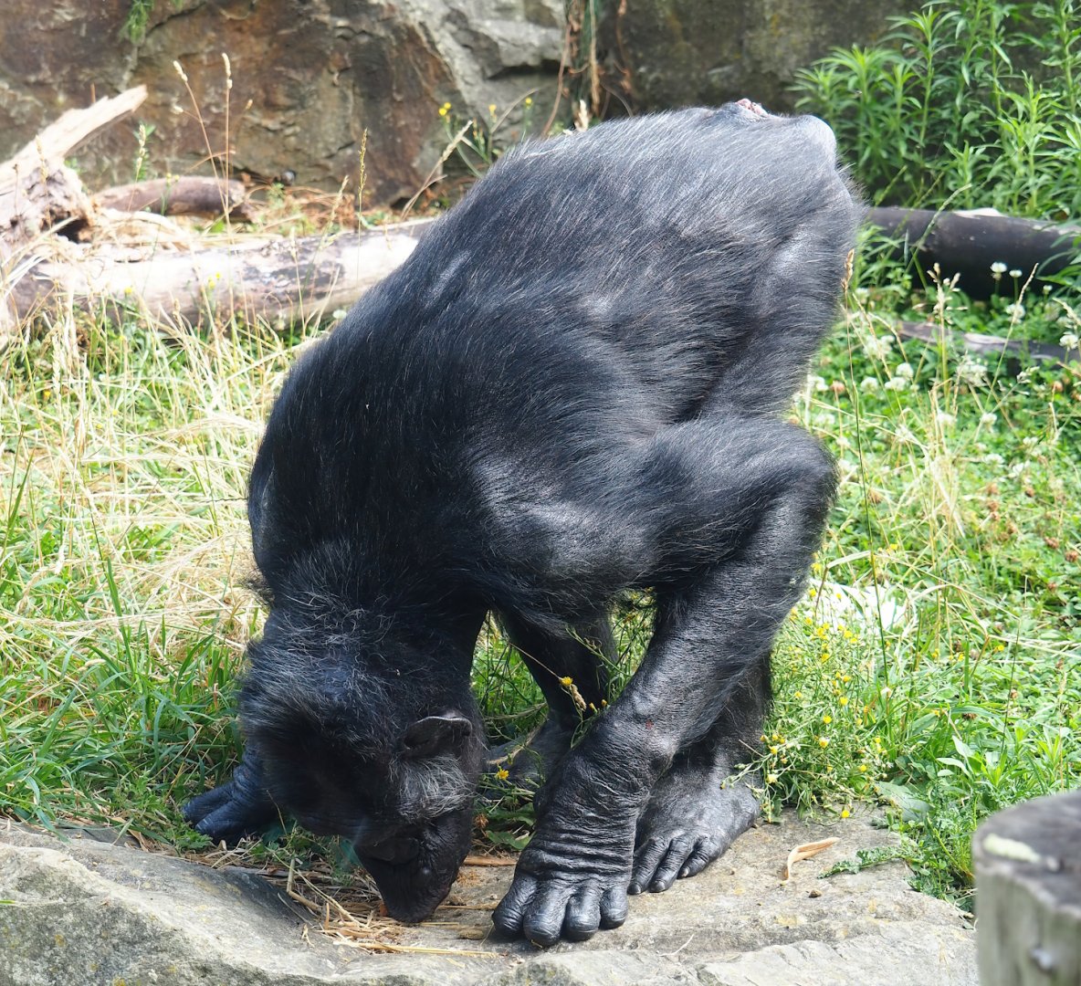 Chimpanzee (Pan troglodytes), 2023-07-02