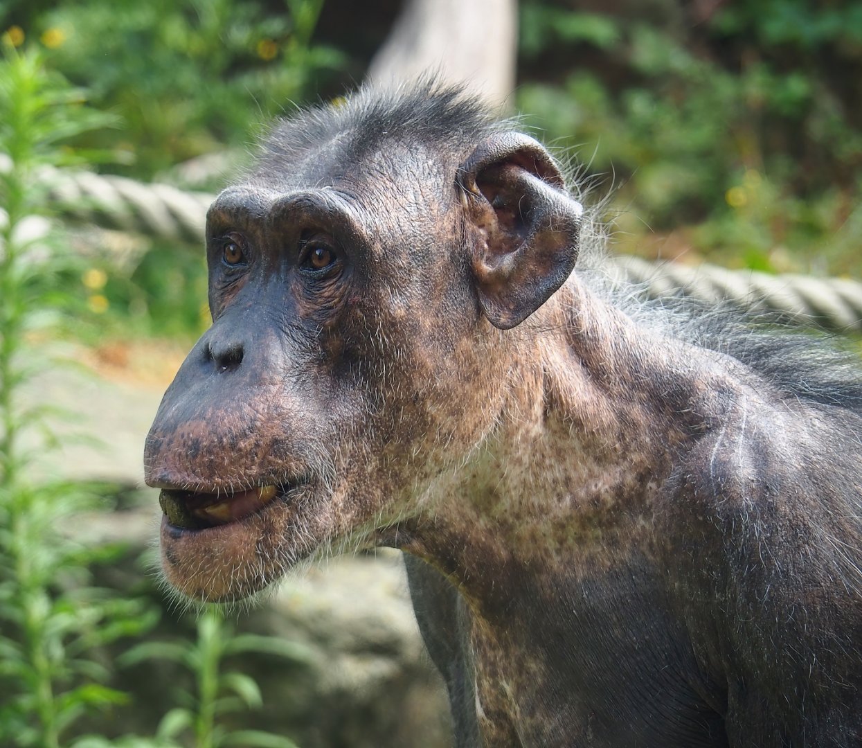 Chimpanzee (Pan troglodytes), 2023-07-02