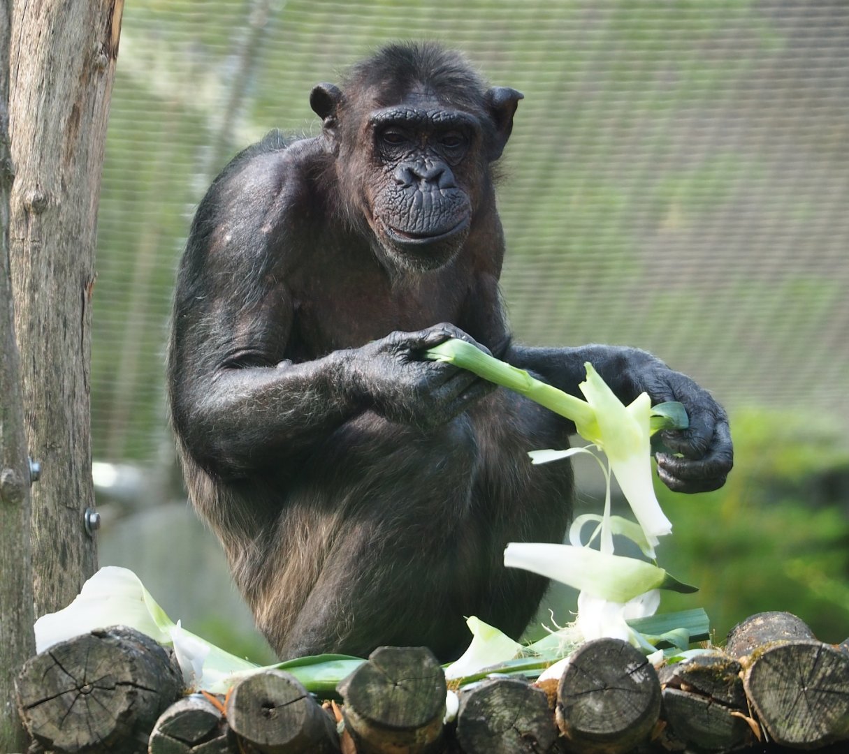 Chimpanzee (Pan troglodytes), 2023-07-22