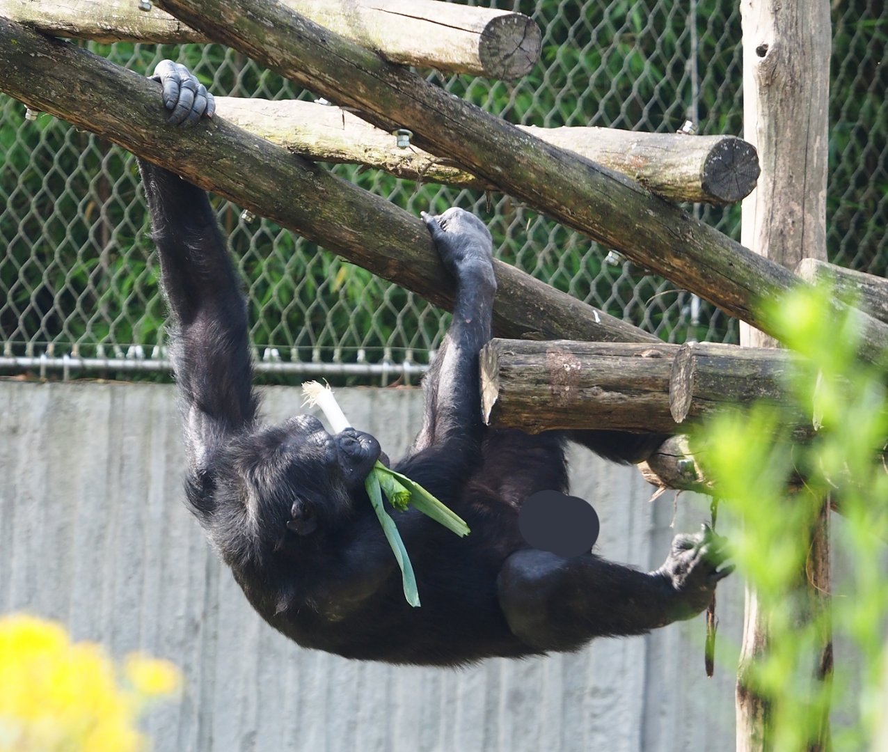 Chimpanzee (Pan troglodytes), 2023-07-22