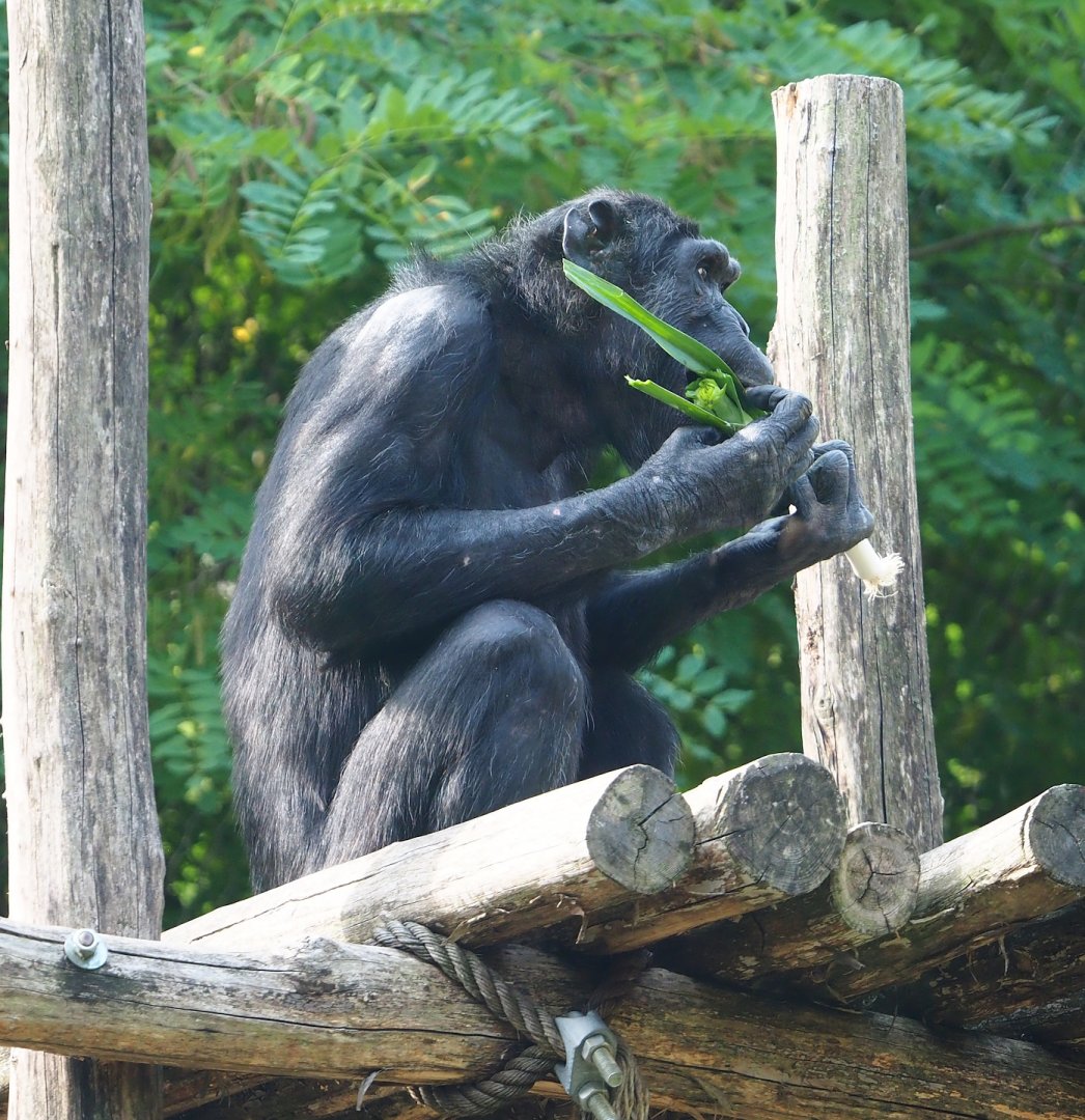 Chimpanzee (Pan troglodytes), 2023-07-22