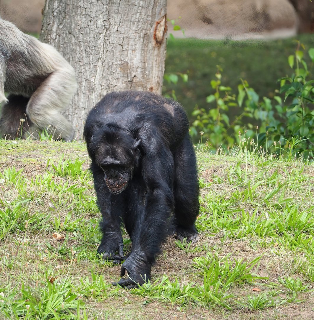 Chimpanzee (Pan troglodytes), 2023-08-15