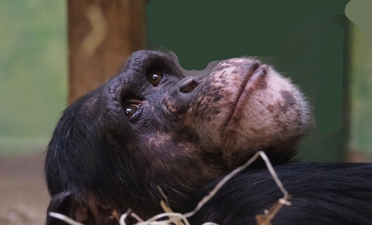 Chimpanzee (Pan troglodytes), 2024-02-17