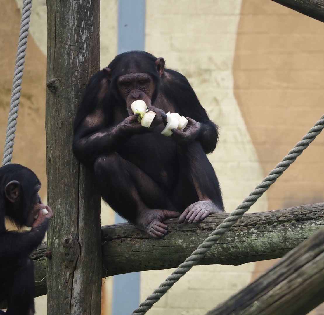 Chimpanzee (Pan troglodytes), 2024-04-06