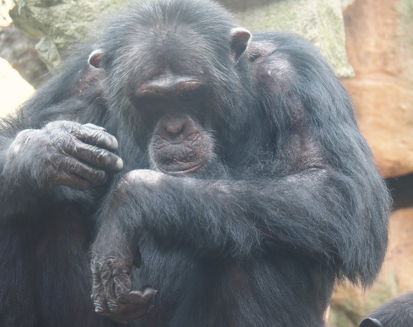 Chimpanzee (Pan troglodytes), 2024-08-05