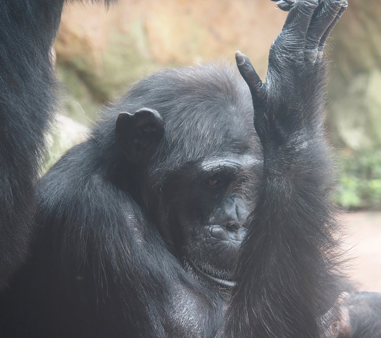 Chimpanzee (Pan troglodytes), 2024-08-05
