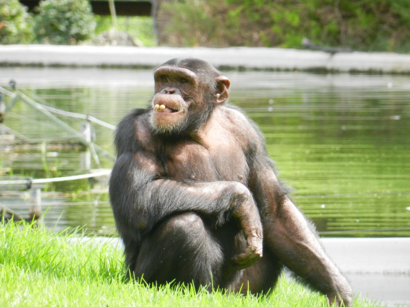 Chimpanzee (Pan troglodytes) at Jardim Zoológico de Lisboa, Portugal*