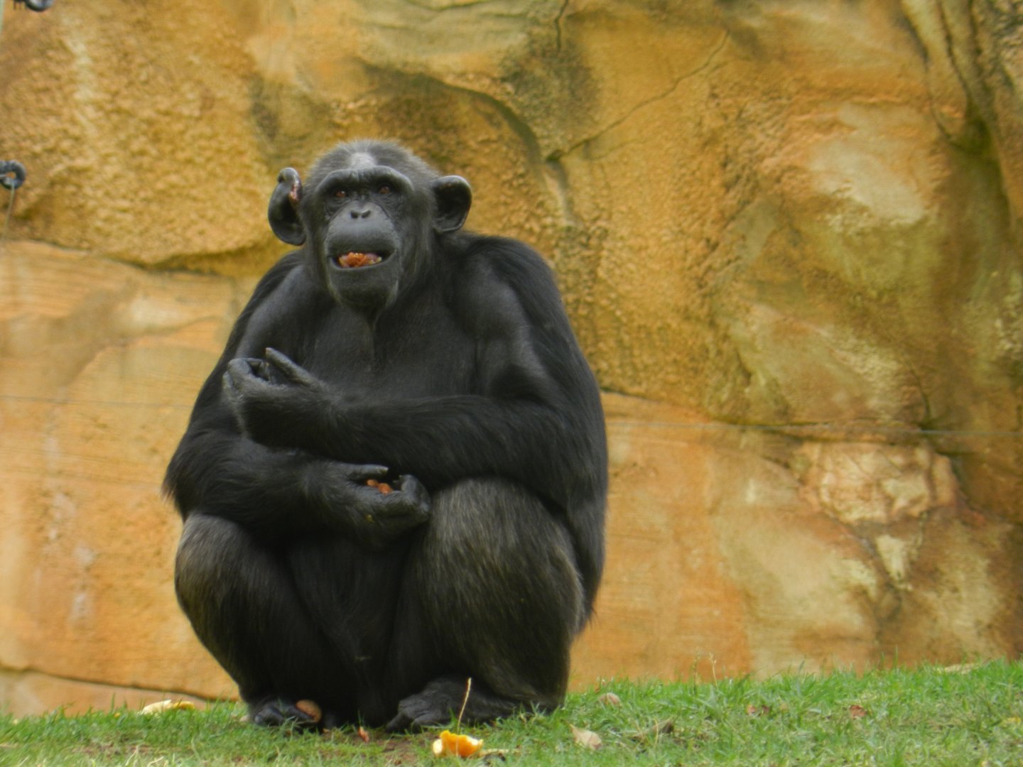 Chimpanzee (Pan troglodytes) at Jardim Zoológico de Lisboa, Portugal*