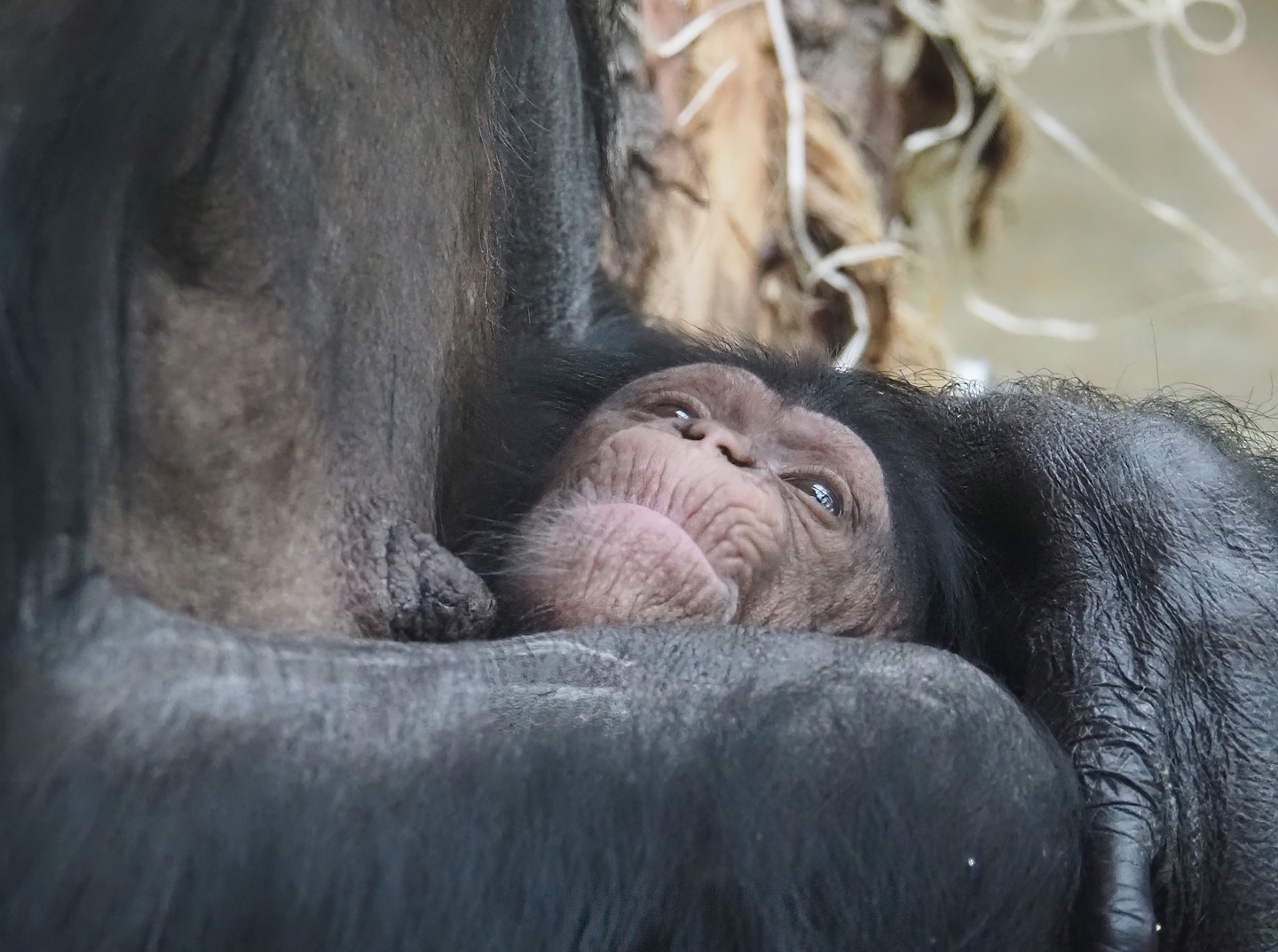 Chimpanzee (Pan troglodytes) baby Zabari 2025-01-04