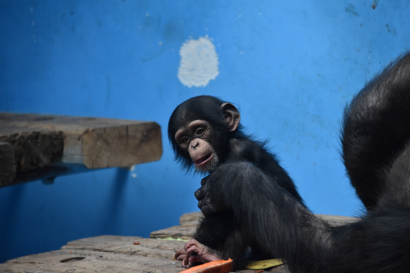 Chimpanzee (Pan troglodytes) baby