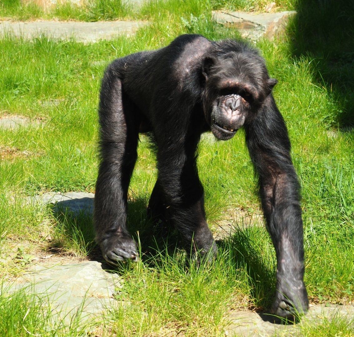 Chimpanzee (Pan troglodytes) Chita, 2019-04-20