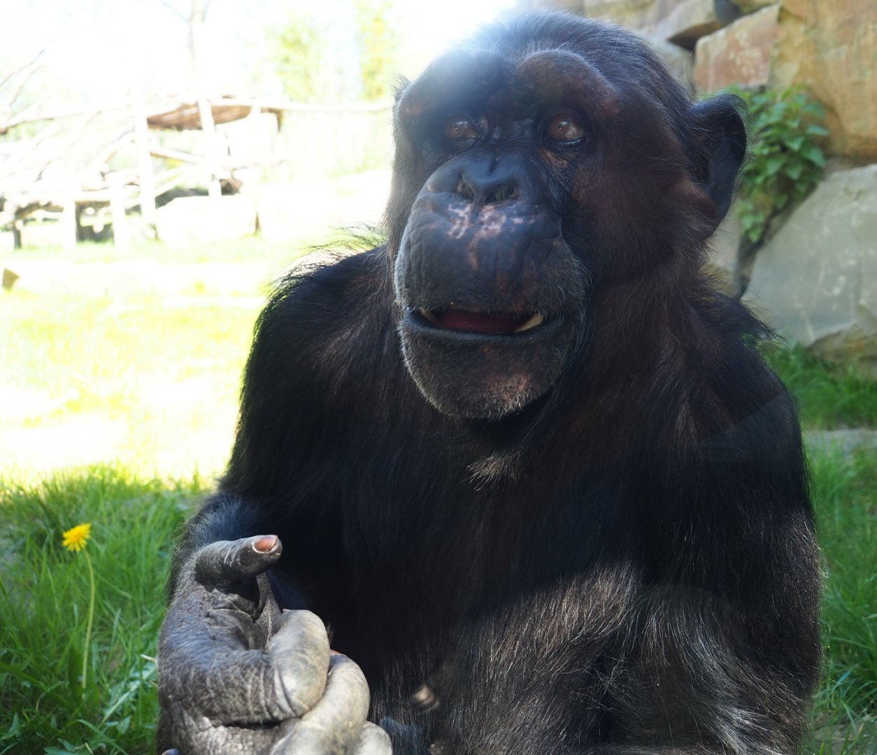 Chimpanzee (Pan troglodytes) Chita, 2019-04-20