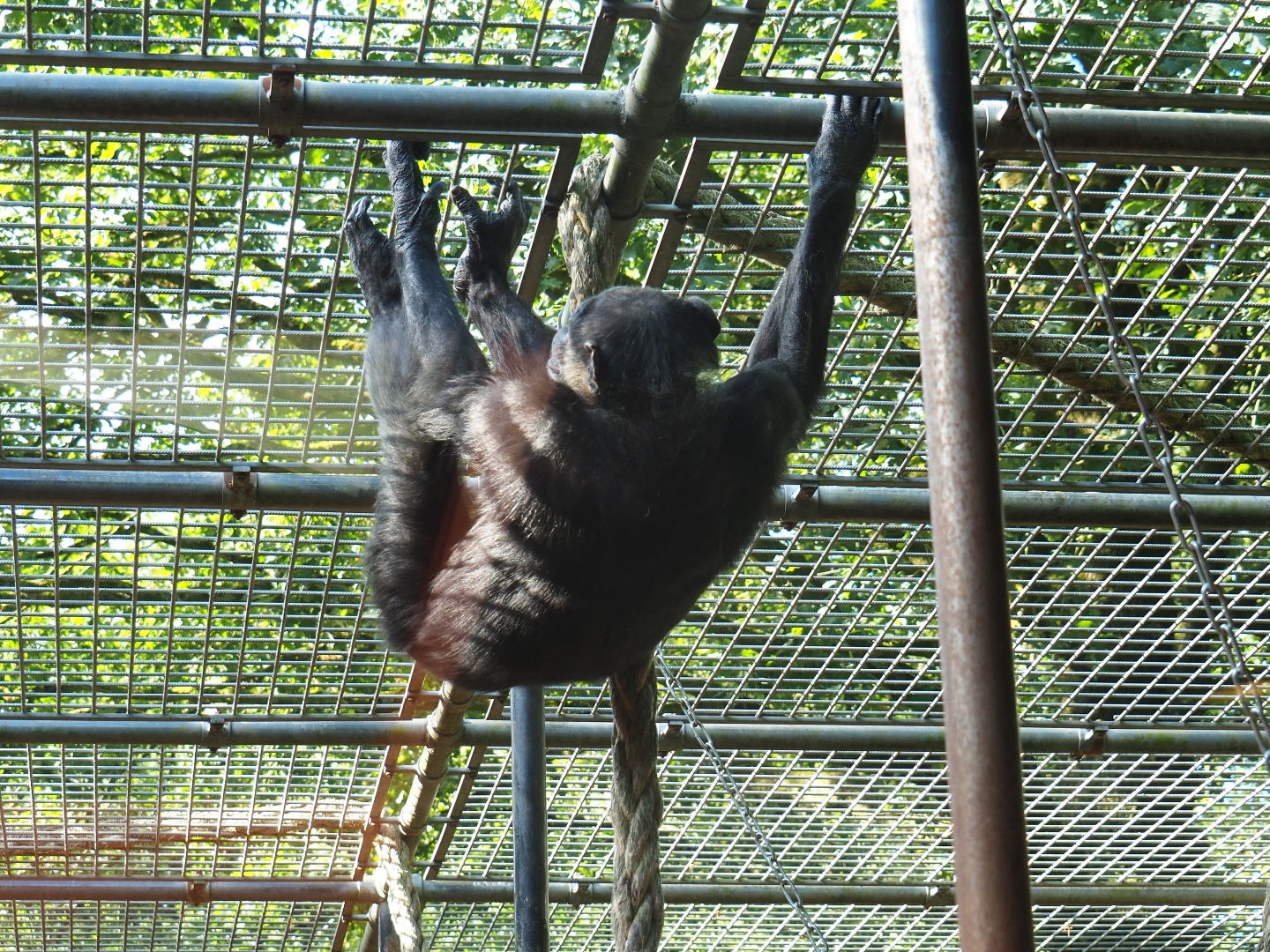 Chimpanzee (Pan troglodytes) climbing on the cage