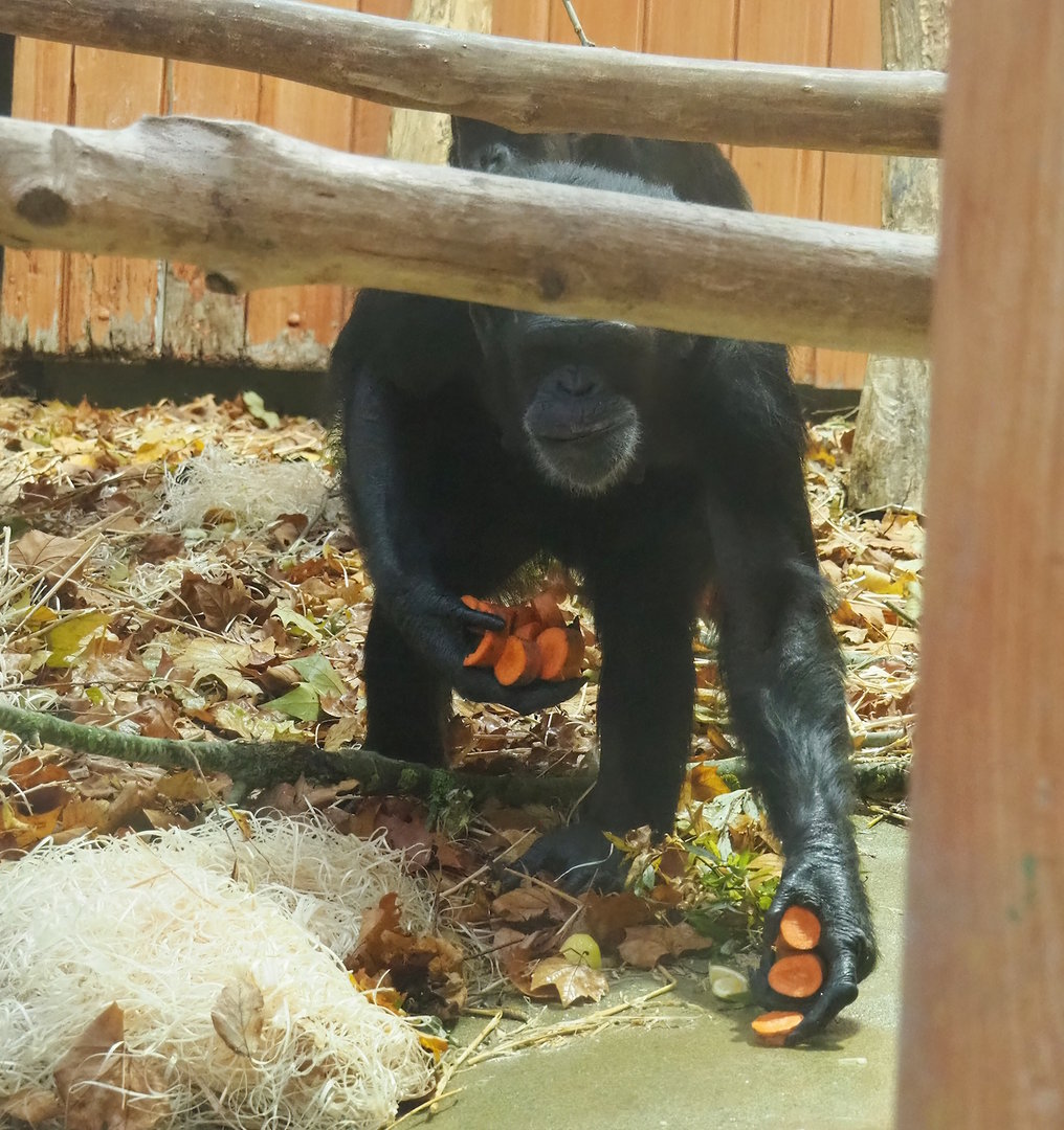 Chimpanzee (Pan troglodytes) collecting food, 2022-10-29