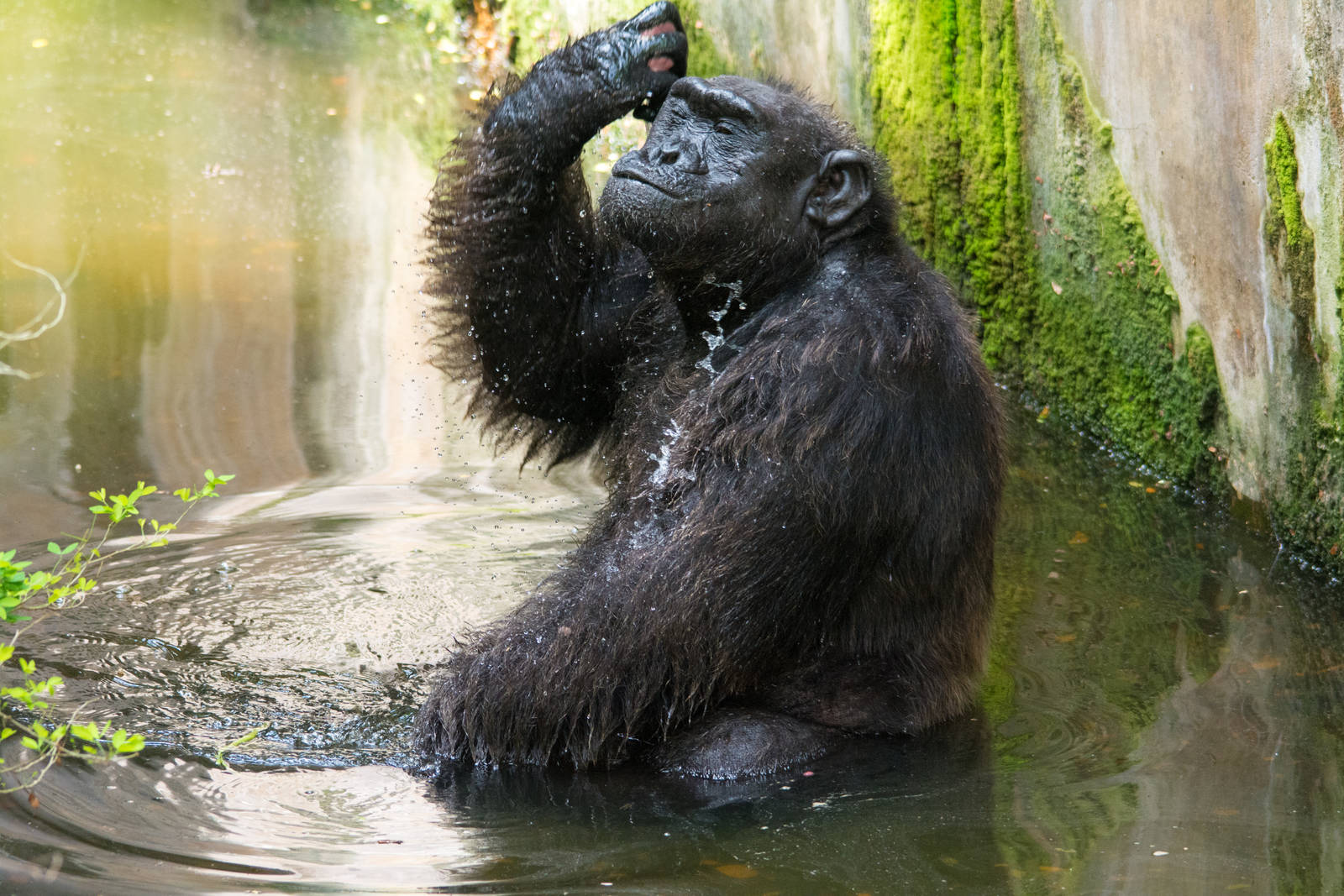 Chimpanzee - Pan troglodytes - Dusit Zoo 2014