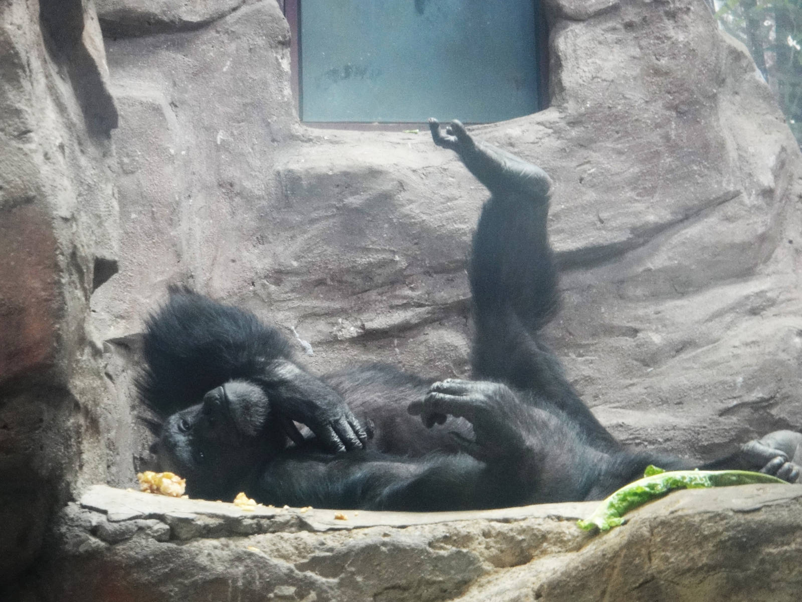 Chimpanzee /Pan troglodytes (female)