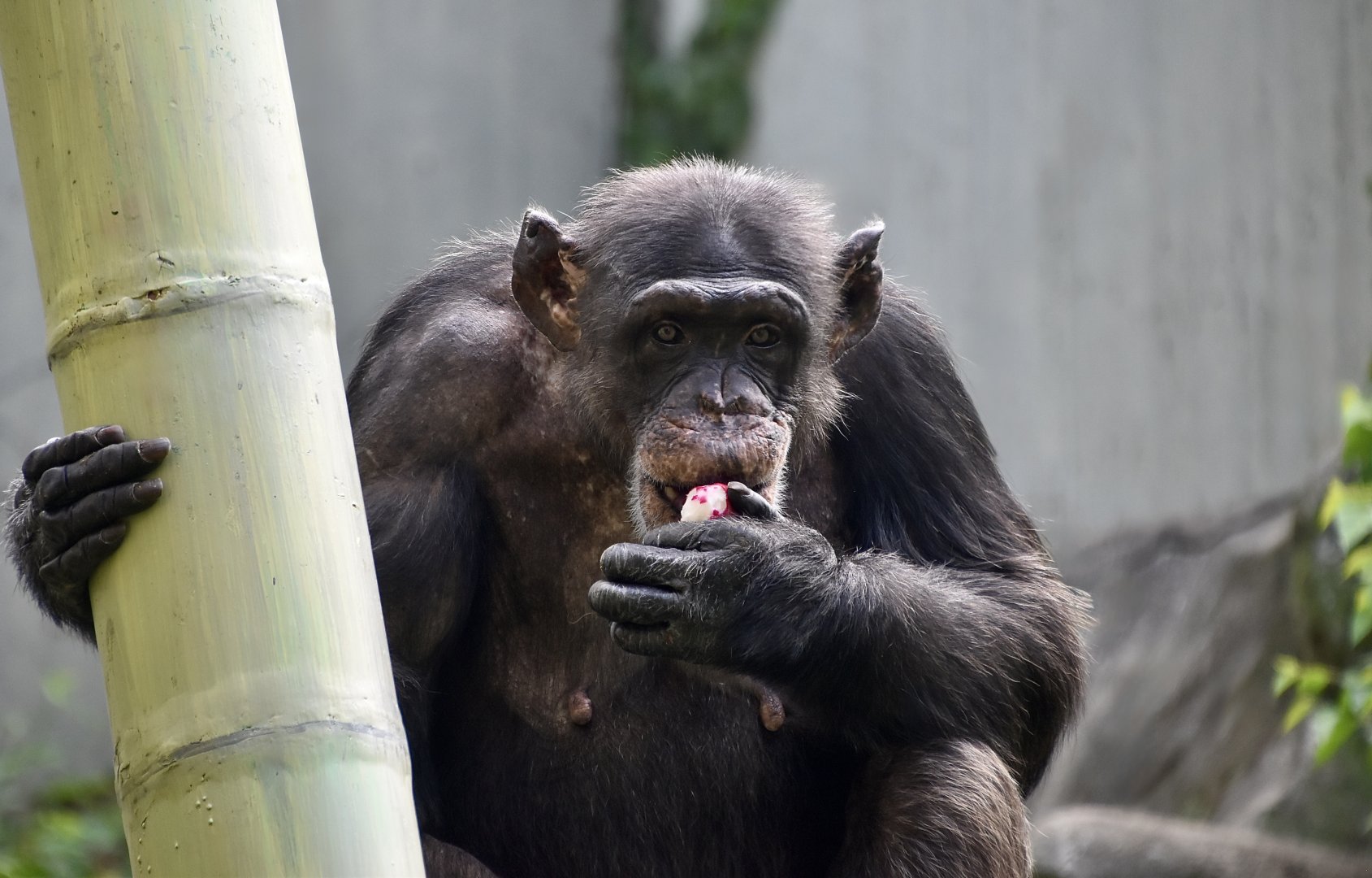 Chimpanzee (Pan troglodytes) female
