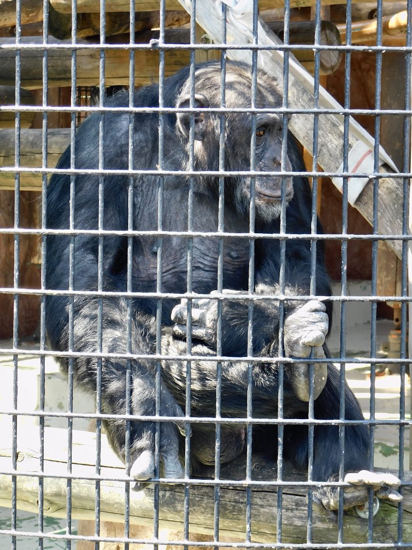 Chimpanzee (Pan troglodytes) March 22, 2025