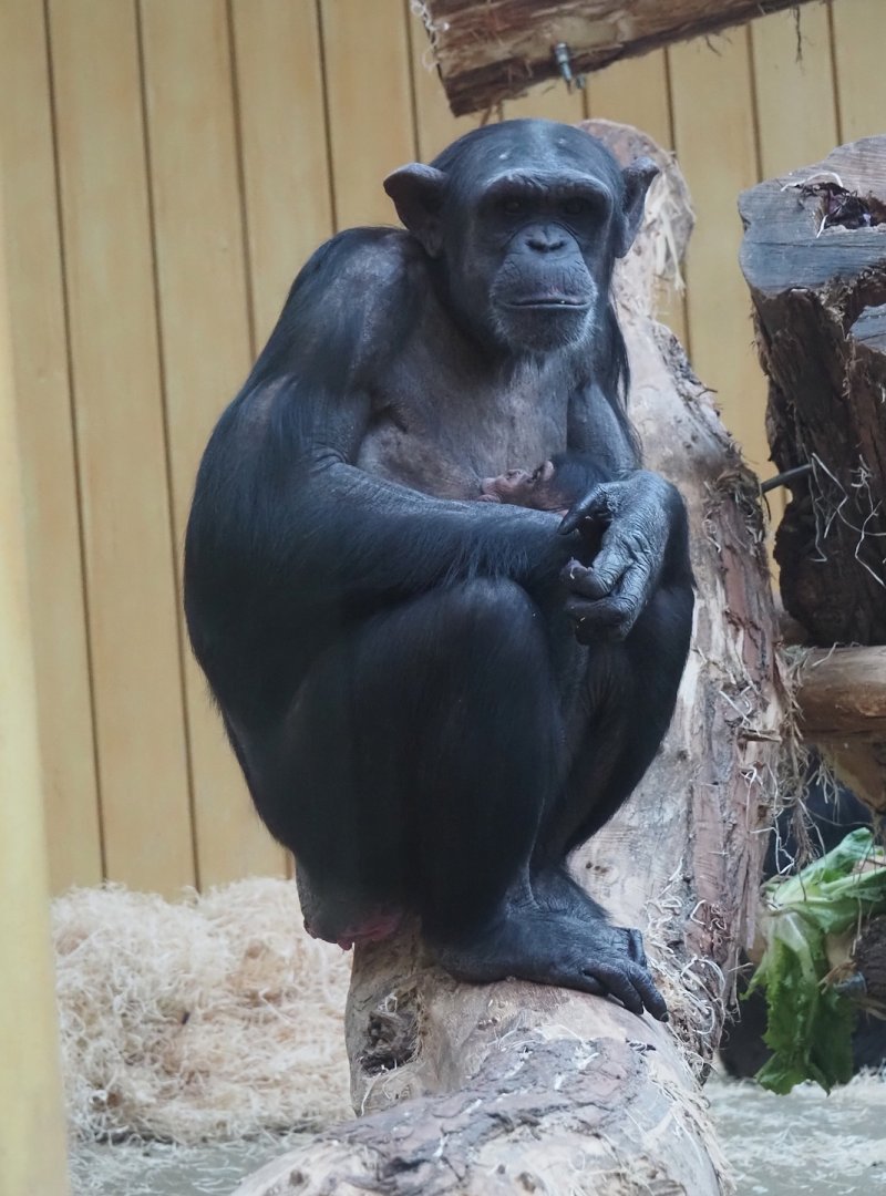 Chimpanzee (Pan troglodytes) Marit with baby Zabari, 2025-01-04